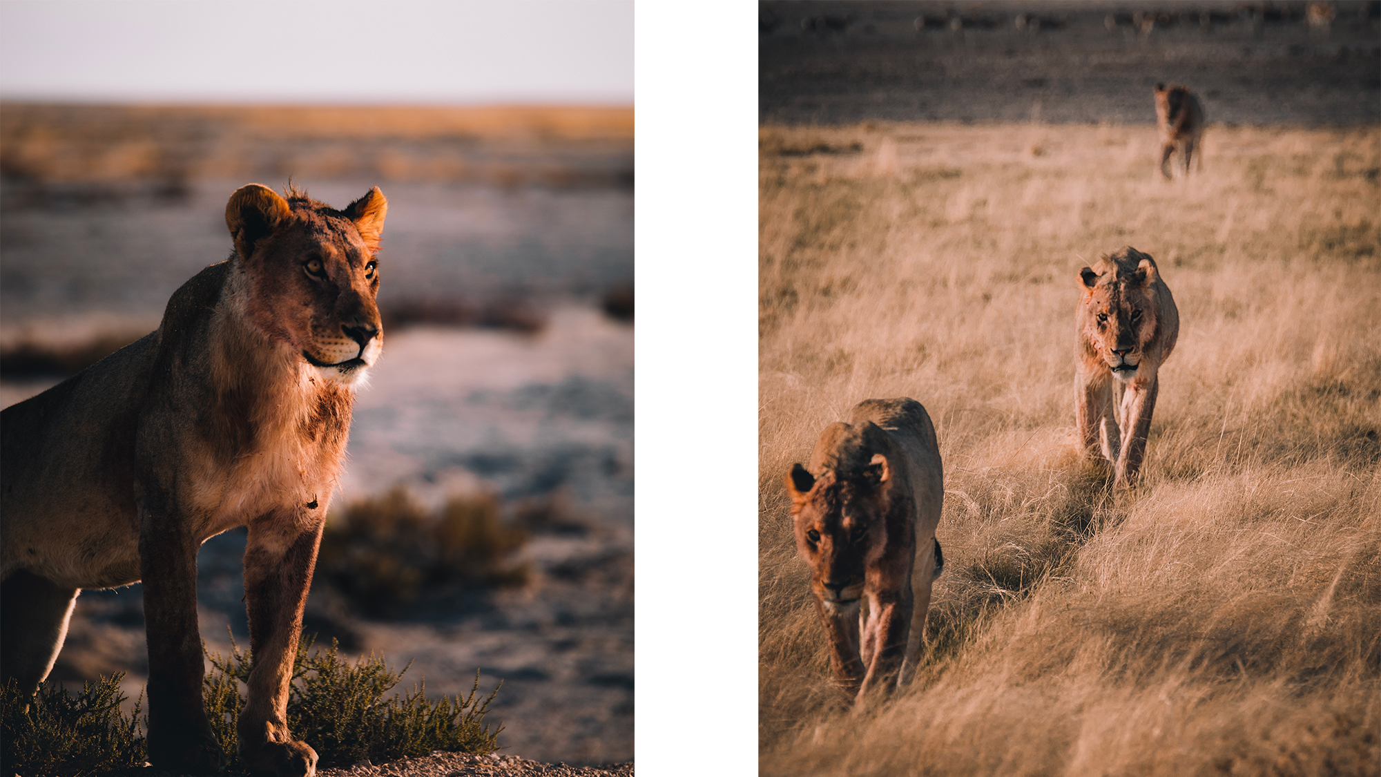 safari namibie lion