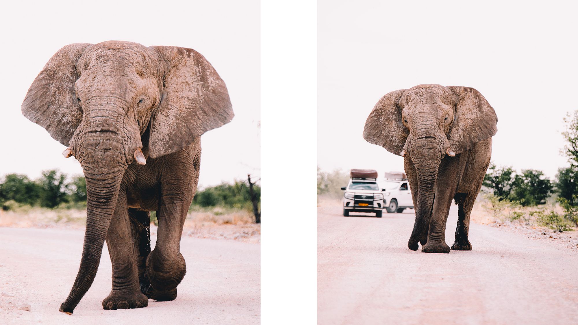 safari-elephant-namibie