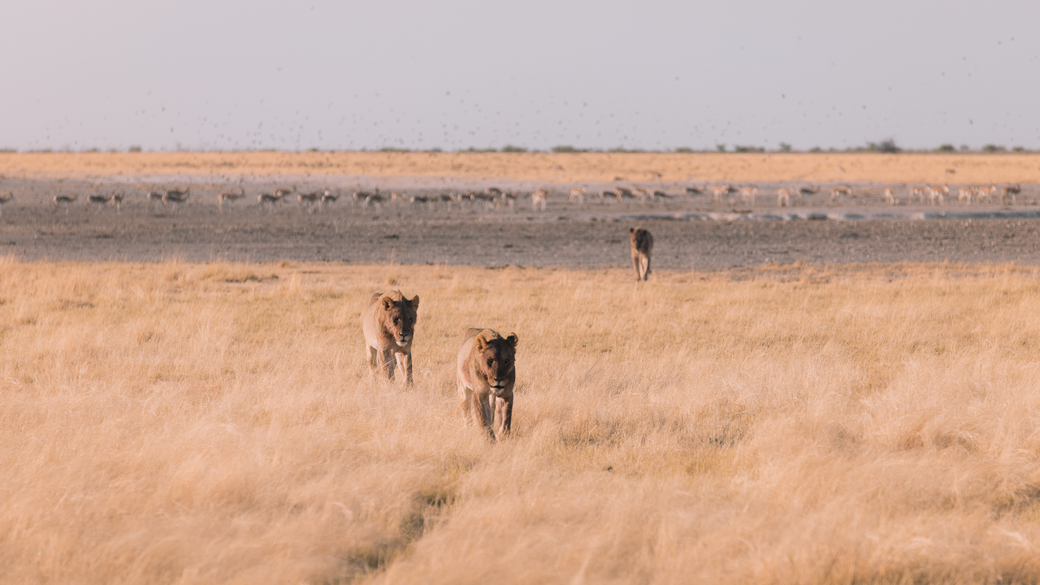 lion-etosha