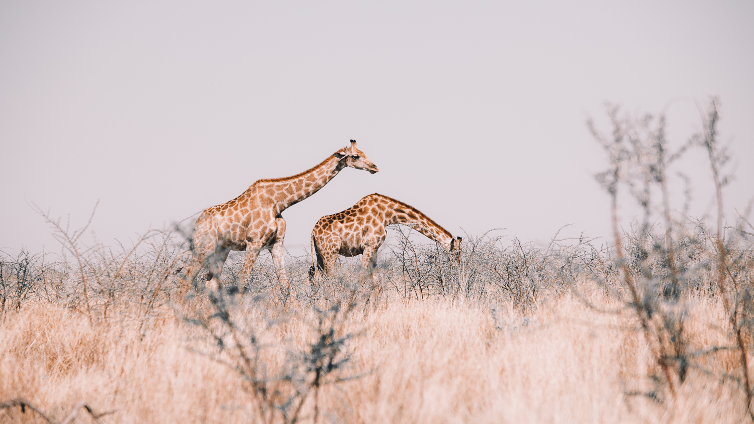 namibie parc national d'etosha