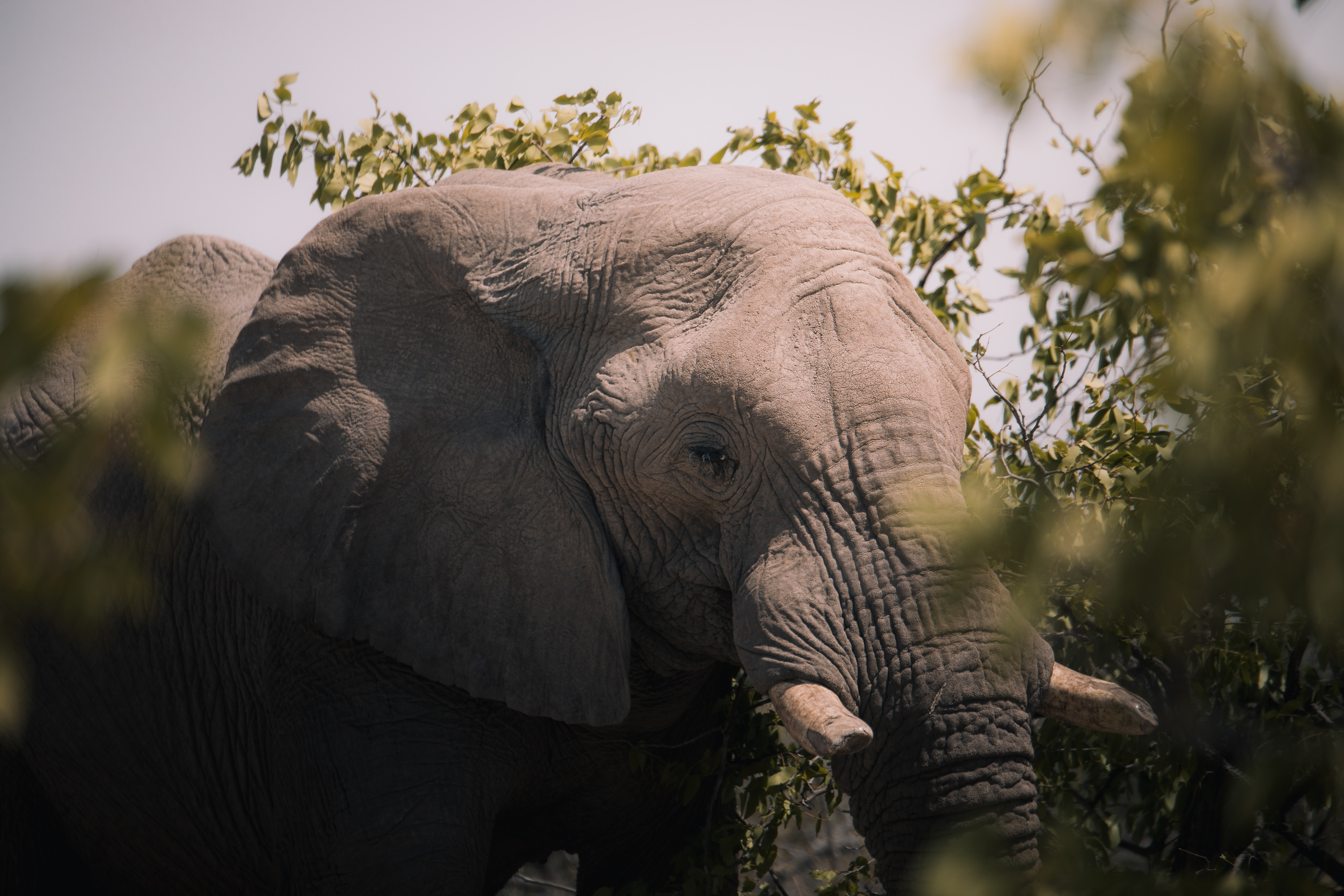 elephant namibie