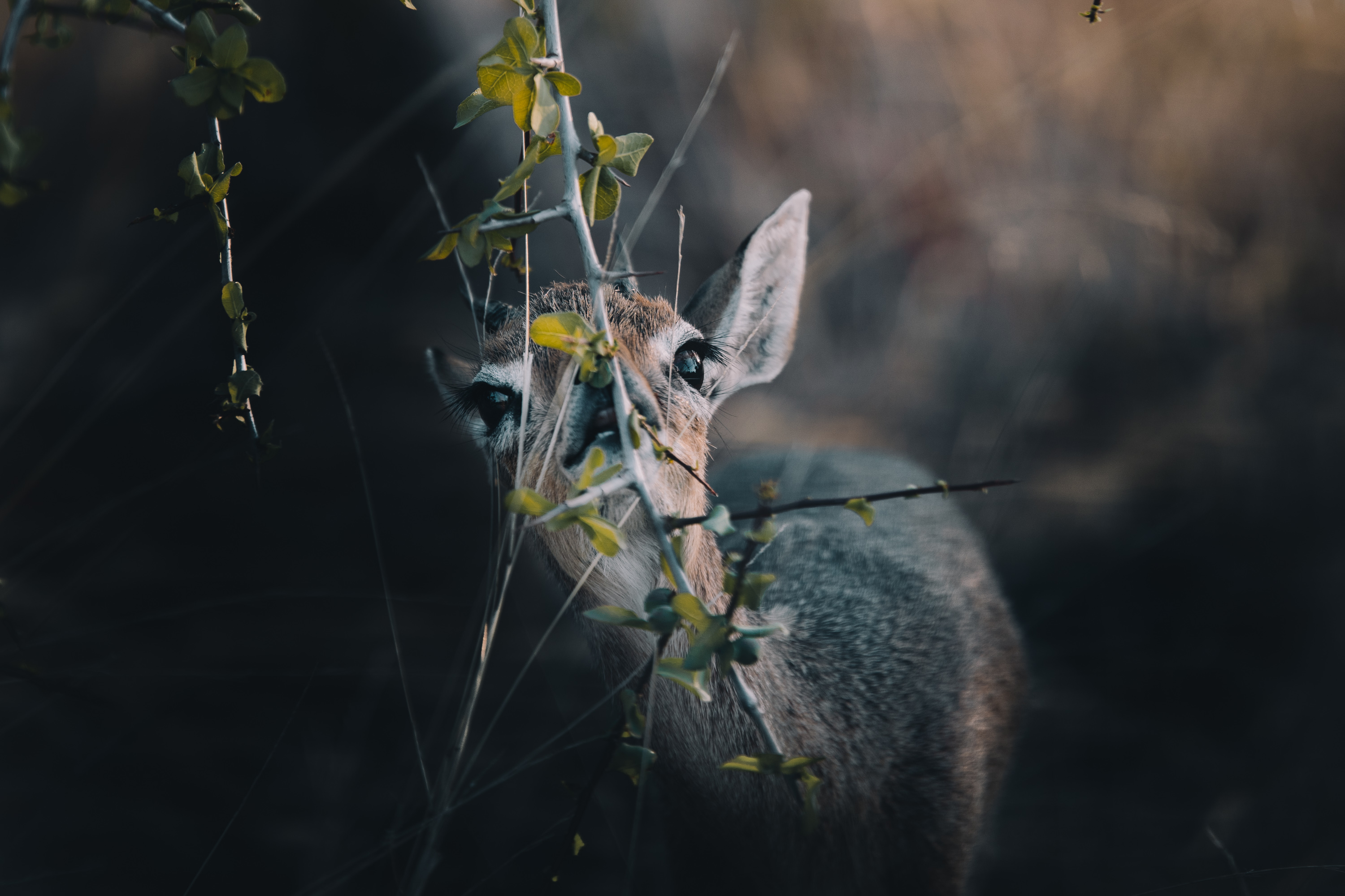 dik dik namibie