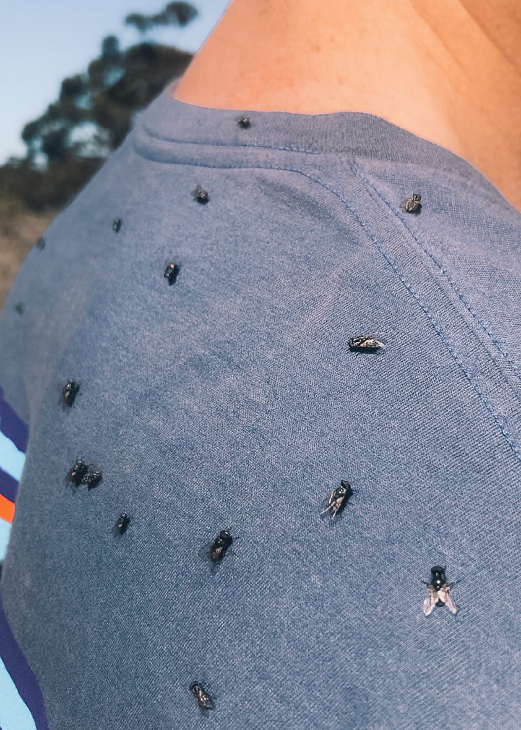 les mouches dans l'ouest australien