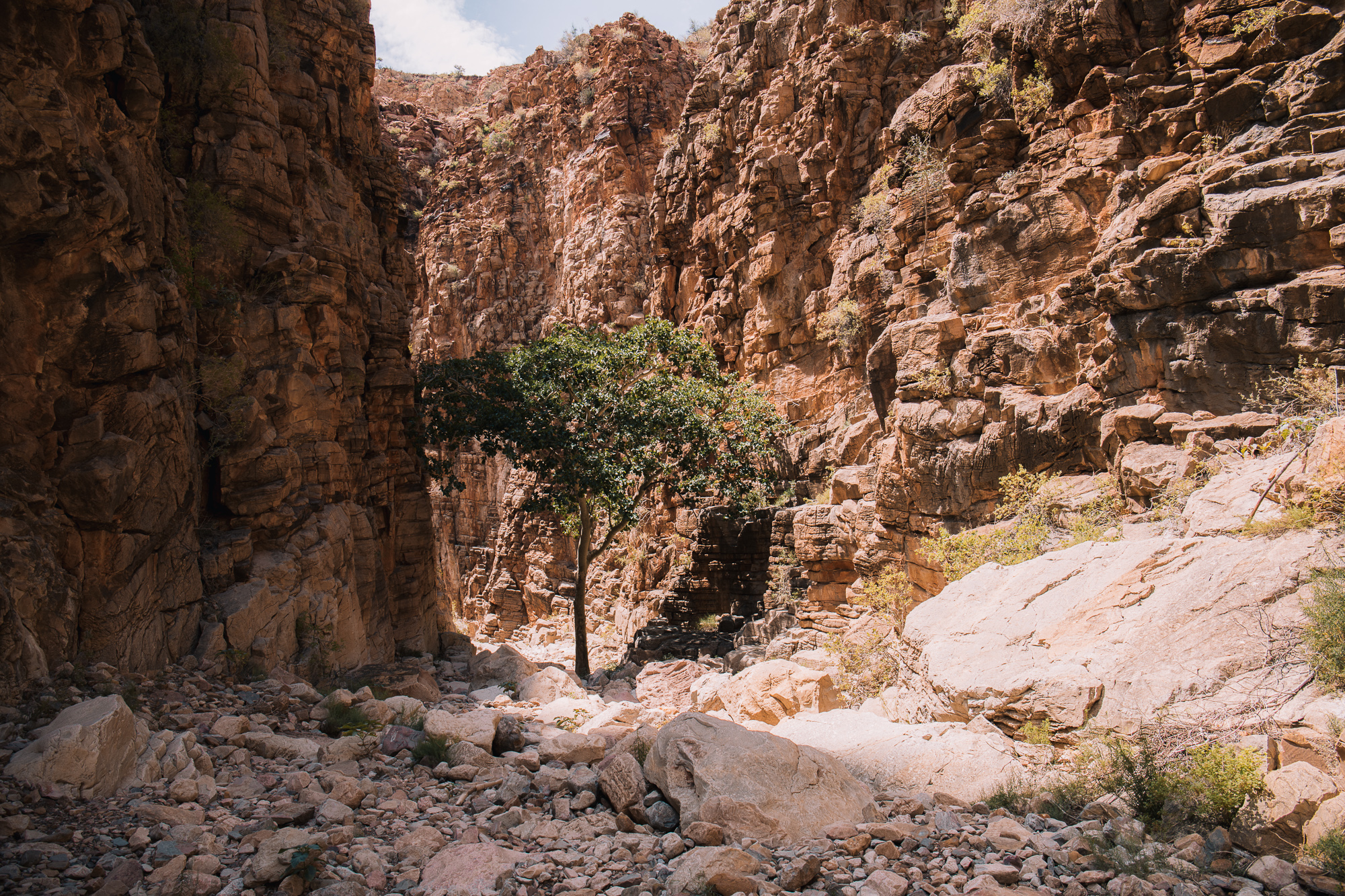 olive trail namibie